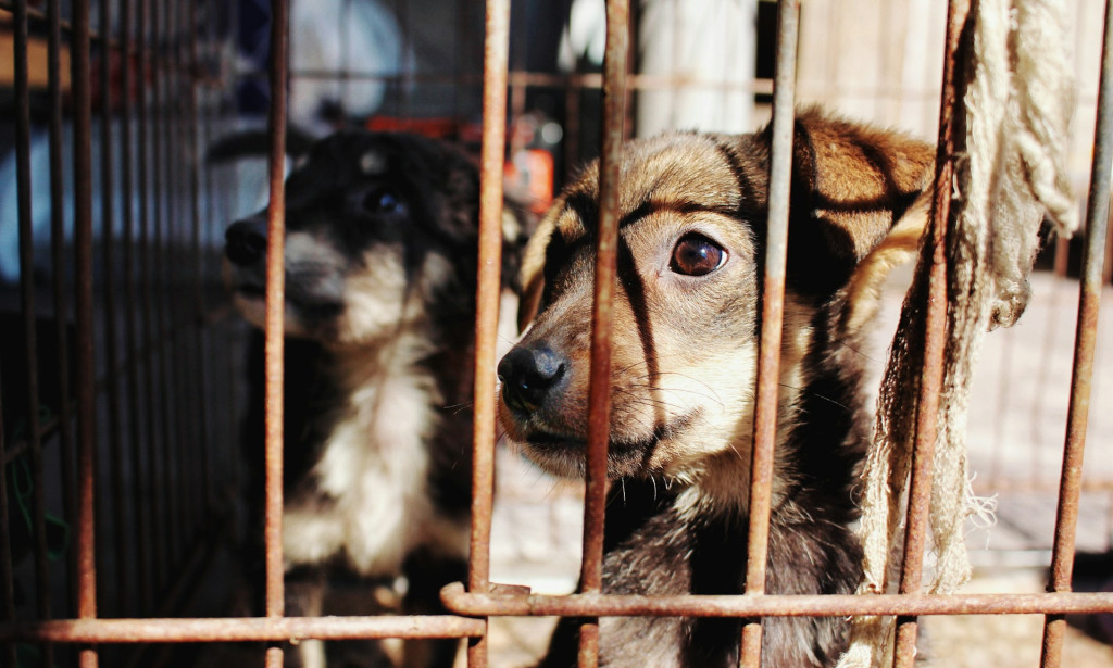 Silent Suffering: The Hidden Reality of Animal Cruelty—and Why It Matters to Us All